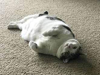 gato   gordo