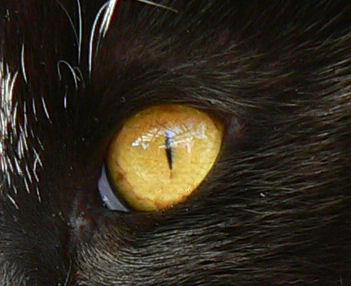 ojo de gato